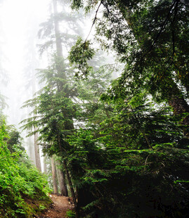 迷雾中的森林小径