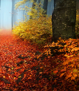 秋日林间红叶铺就的美景