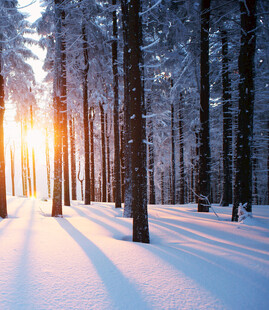 冬日雪林暖阳美景
