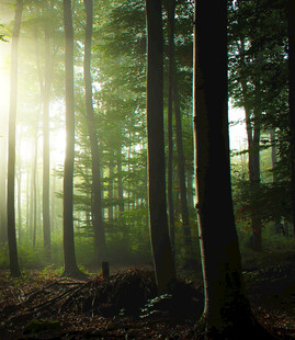 阳光穿透森林的静谧时刻