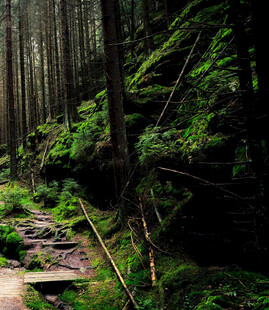 森林中的蜿蜒小径