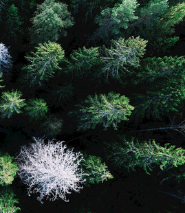 森林中独特的白色树木景观