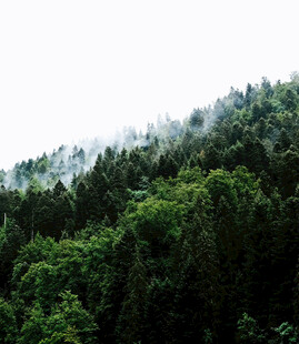 山林云雾缭绕绿意盎然