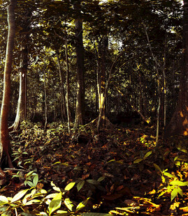 阳光洒落的静谧森林