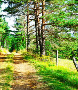 林间小径的自然清新景致