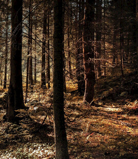 阳光洒落的静谧森林