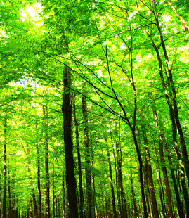 翠绿繁茂的森林景象