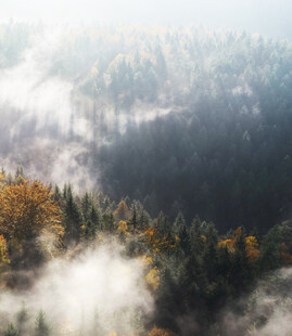 山林晨雾中的多彩树木