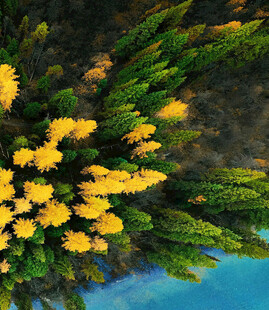 空中俯瞰黄绿相间植被景观