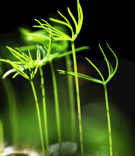 嫩绿植物生机盎然