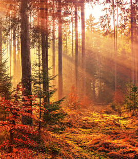 秋日森林的阳光梦幻景象