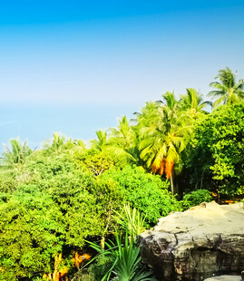 热带风光中的茂密绿植与岩石