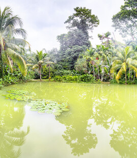 热带丛林中的碧绿池塘
