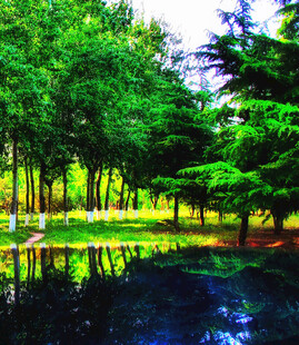 湖畔葱郁树林的美丽景致