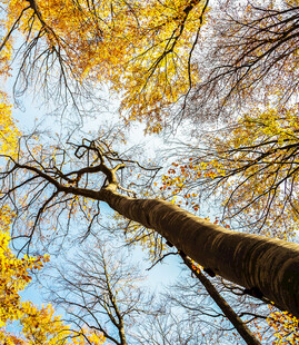 秋日仰拍树林斑斓树冠