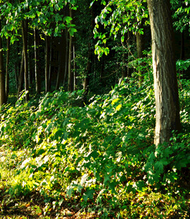 阳光洒落的茂密森林角落