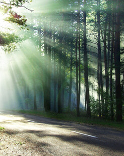 林间晨光洒在蜿蜒小路上