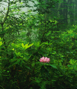 林间绽放的娇艳粉色花朵