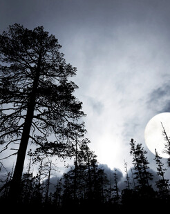 月夜下的挺拔树木