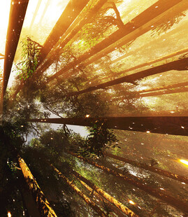 阳光穿透树林的梦幻景象