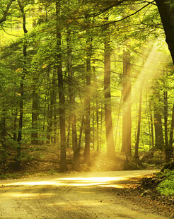 林间阳光洒落的静谧小道