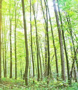 阳光洒落的静谧森林