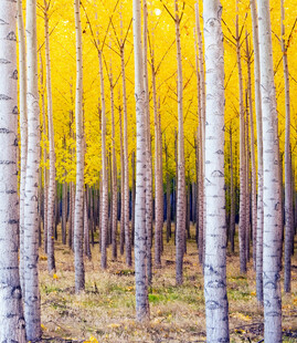 金秋白杨林美景