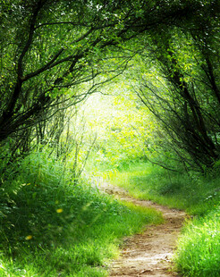 林间幽径绿意盎然的通道