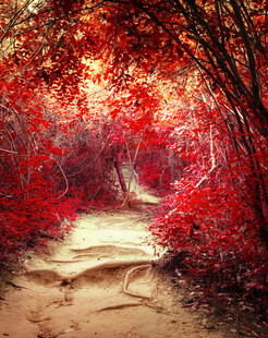 红叶铺就的梦幻小径