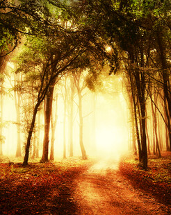 林间阳光小道静谧之景