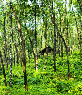 茂密树林中的小屋