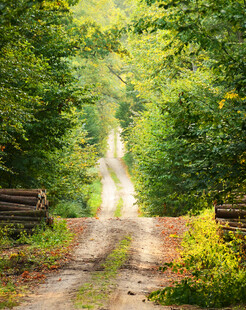 林间蜿蜒小路自然之景