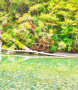 清澈溪边葱郁植被景观