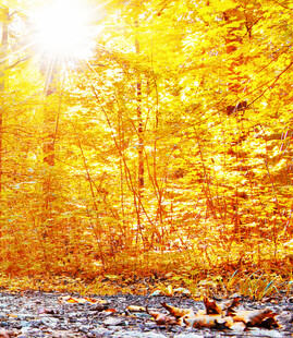 秋日林间阳光洒落美景