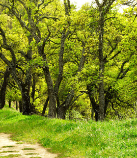 林间绿意盎然的小径