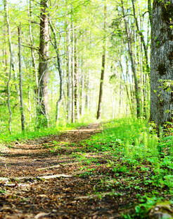 林间小径绿意盎然的自然景