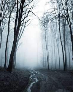 雾中幽径静谧森林景象