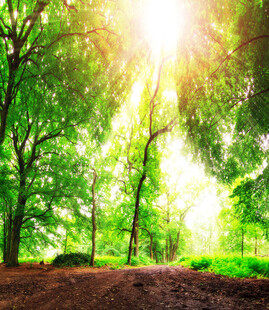 阳光洒落林间的清新景致