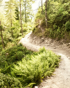 林间蜿蜒小径绿意盎然