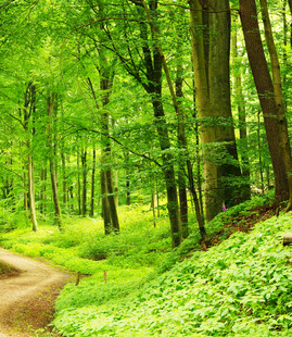 林间幽径绿意盎然的森林