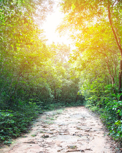 阳光照耀下的林间小径