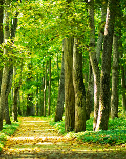 秋日林间小径美景