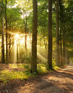 阳光洒落的静谧森林小径