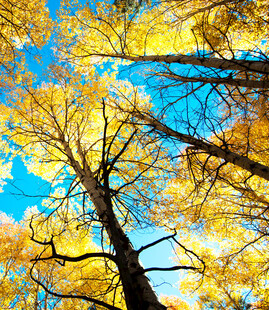 仰望秋日金黄树林天空