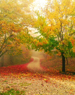 秋日迷雾中的林间小径