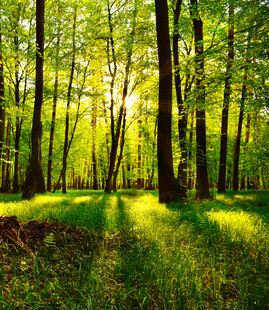 阳光洒落的静谧森林