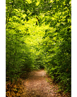 林间小径绿意盎然的自然路