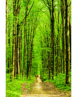 林间小径绿意盎然的通道