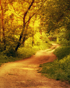 阳光洒落的林间小径