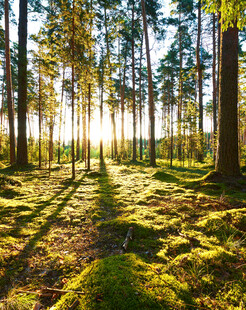 阳光洒落的静谧森林